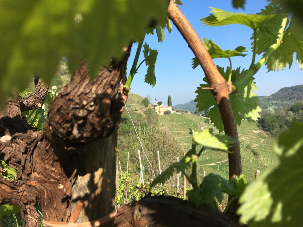 Prosecco Tour mit Weinverkostung