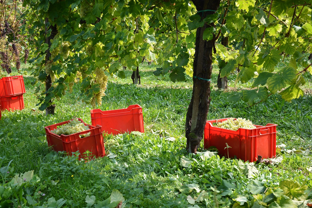 Weinlese an der Proseccostrasse