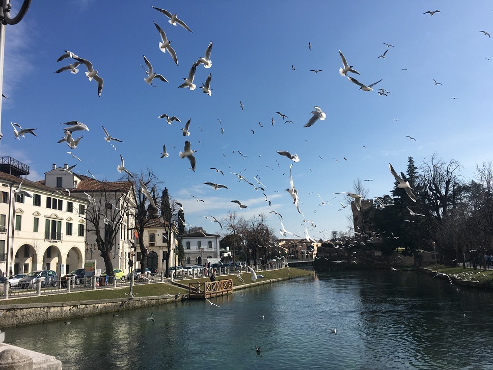 guided tour with tourist guide in Treviso